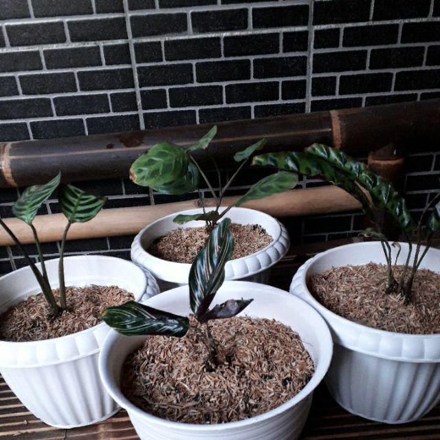 Bibit Tanaman Paket 4 Tanaman Calathea Pinkstip,levonero,amigris,lancifolia