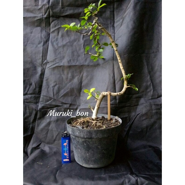 Bonsai serut bunjin