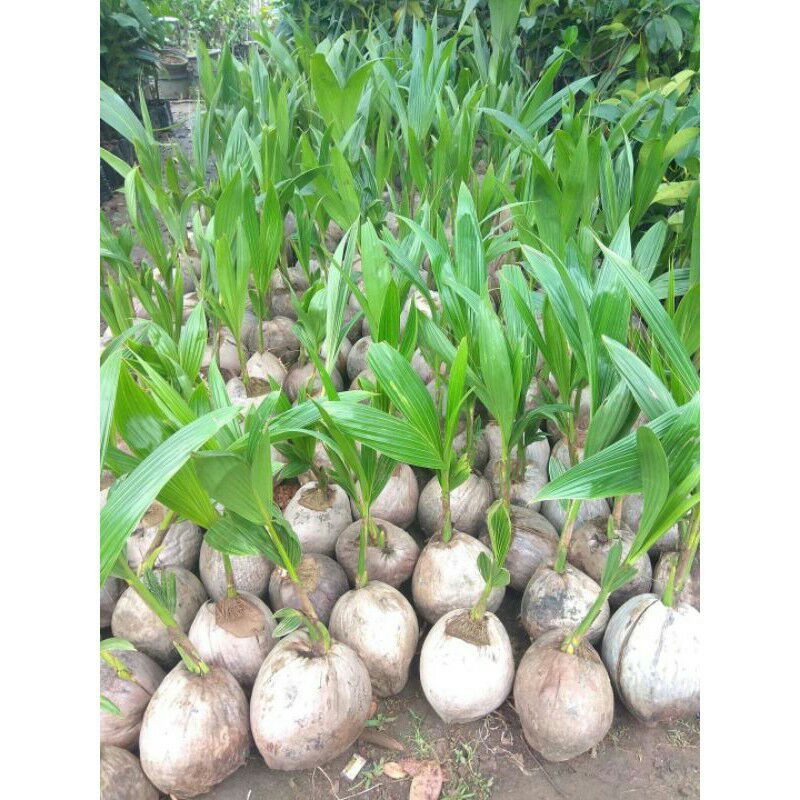 Bibit Kelapa Entok Super