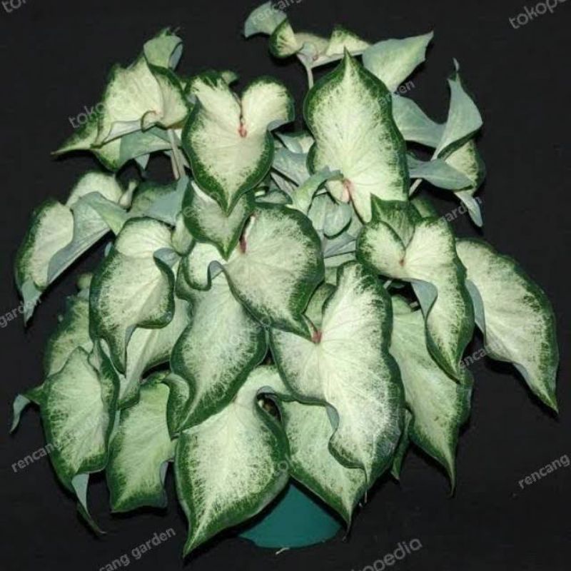 (BISA COD) TANAMAN KELADI KERIS PUTIH