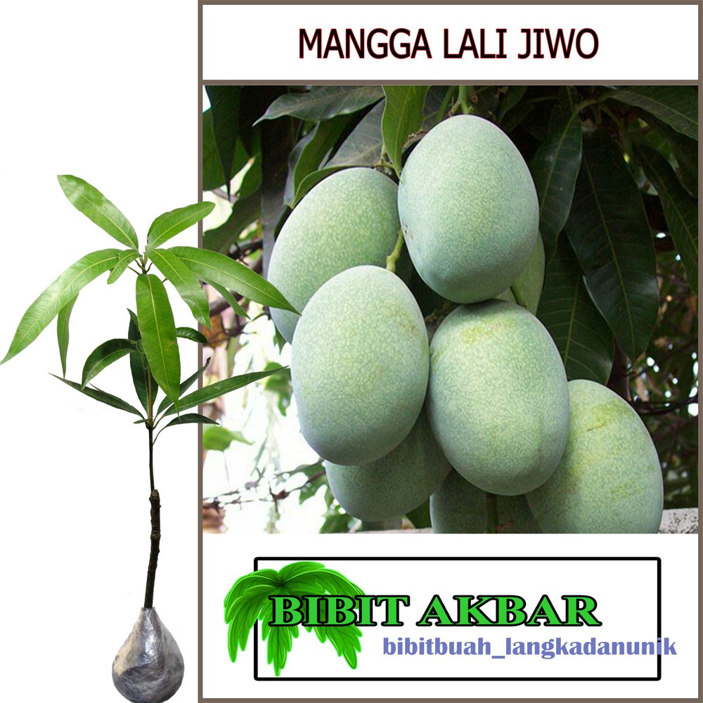 Bibit Tanaman Mangga Lali Jiwo Shopee Indonesia