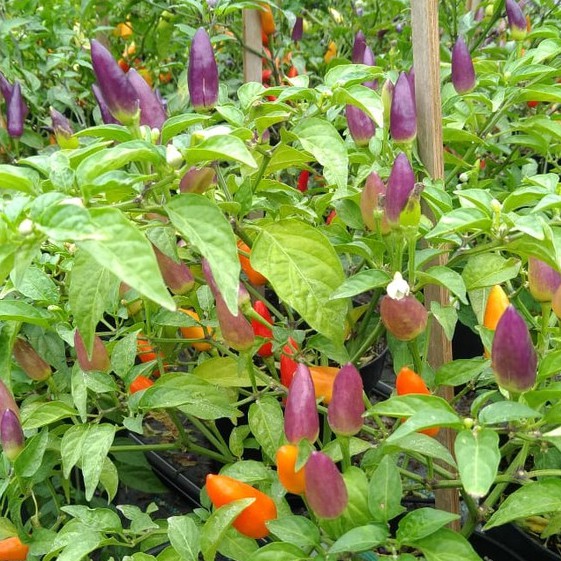 BS-BYL Bibit Cabe Hias Pelangi Benih Tanaman Sayuran Cabai Carolina Reaper Merah Bolivian Rainbow Katokkon Numex Giant Raksasa Sweet Italian Ungu Hitam-CH UNGU VIOLA