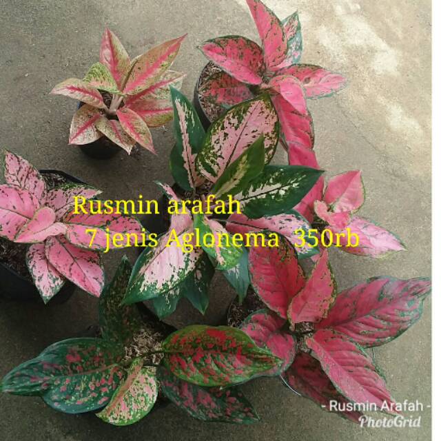 Aglonema 7 jenis 650rb
