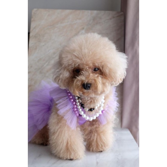 Popoori Coco Truff Series / Accesories Hewan / Strap Masker / Kalung Hewan