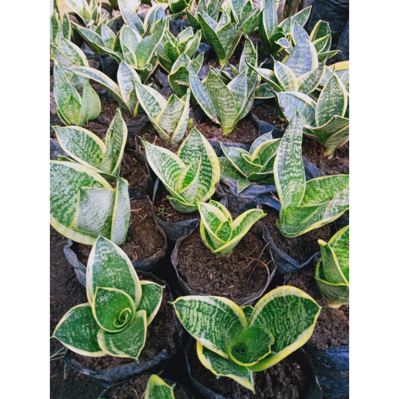 

hany marginata