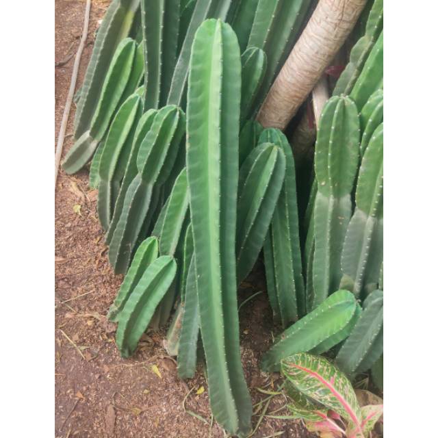 Tanaman hias kaktus koboi tinggi 60-100cm - kaktus koboi - tanaman kaktus - dekorasi - kaktus