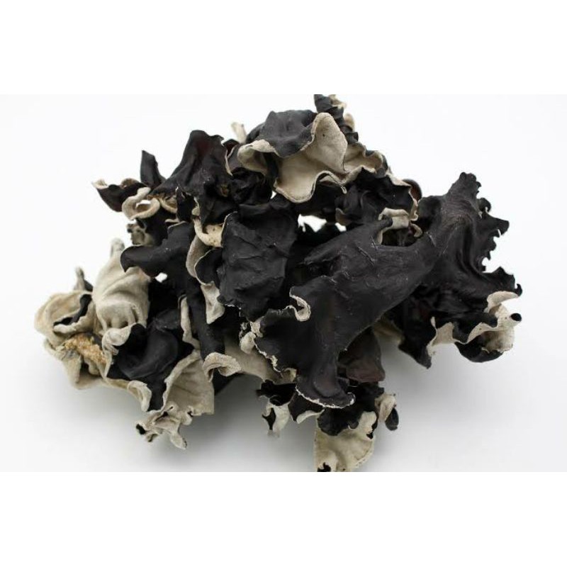 JAMUR HITAM PUTIH / JAMUR KUPING / JAMUR HITAM ORGANIC