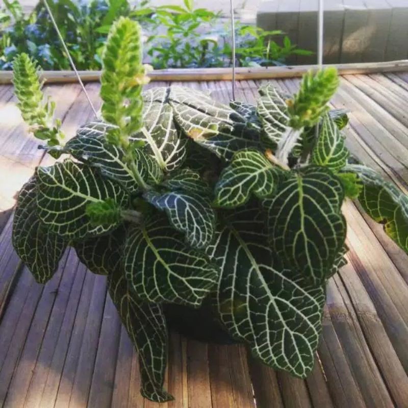 Tanaman hias episcia mutiara - tanaman hias pot gantung - episcia mutiara