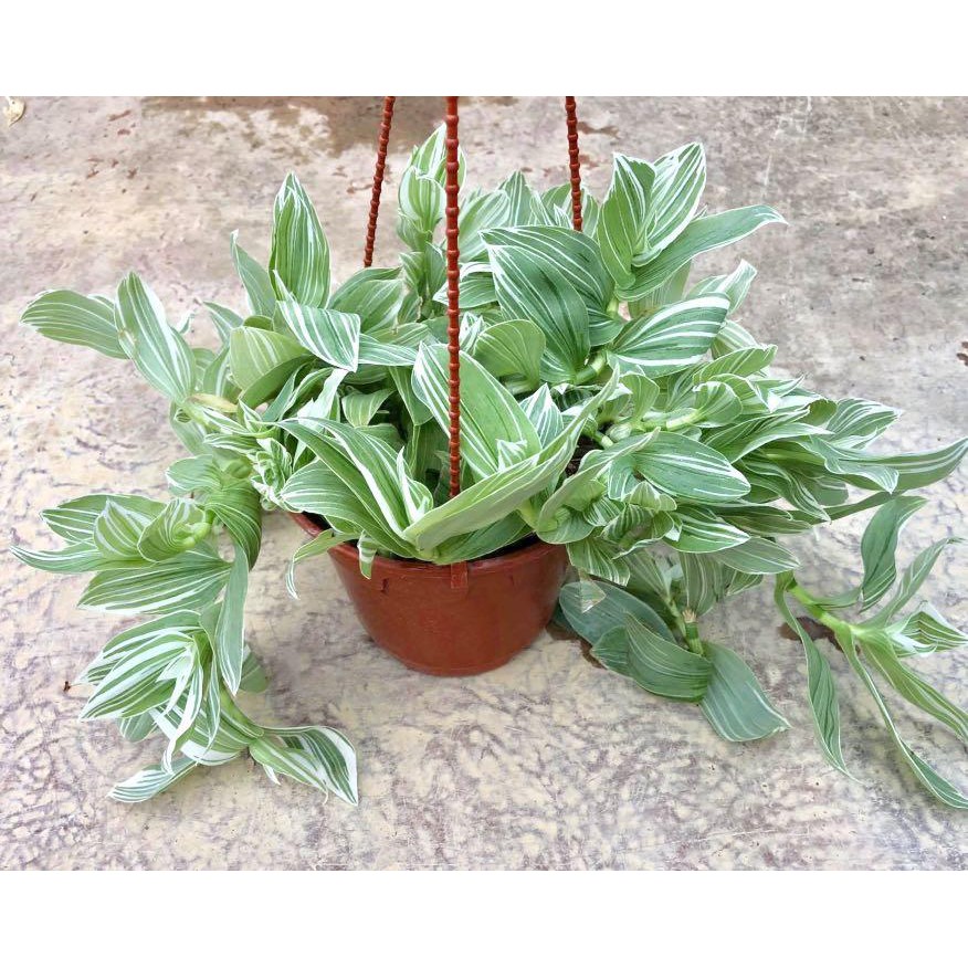 Tanaman hias tradescantia fluminensis