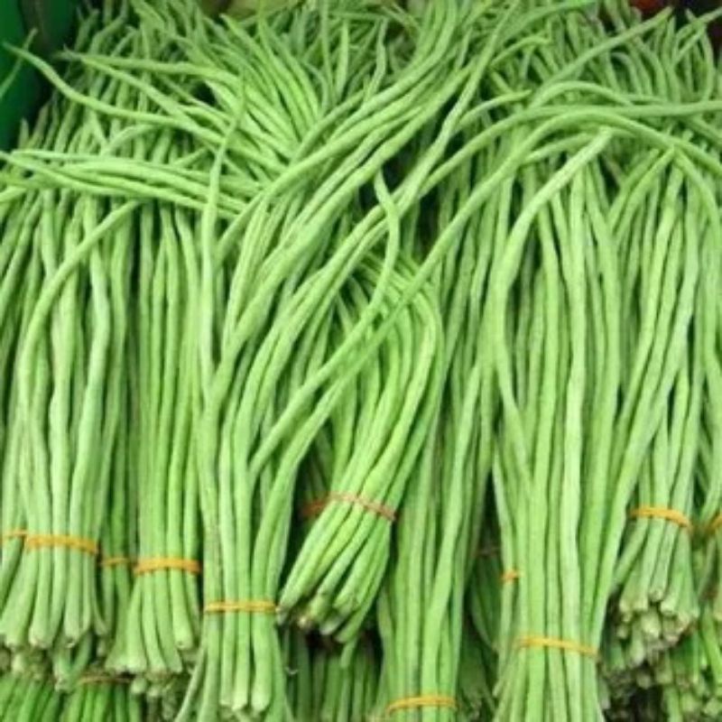 

KACANG PANJANG SEGAR