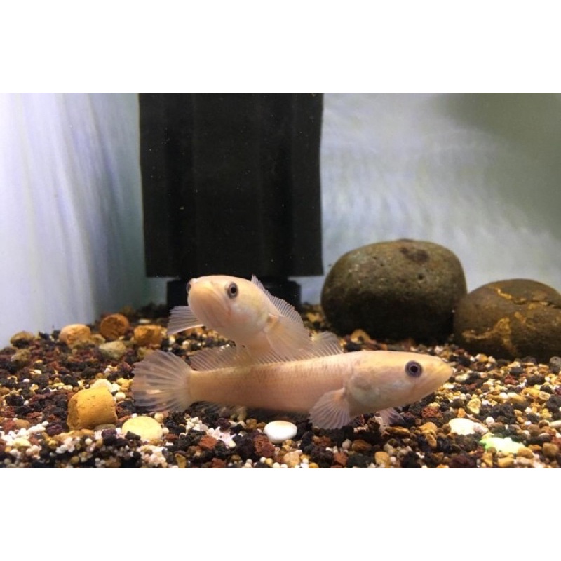 Channa Limbata Golden Xantic 5-6cm