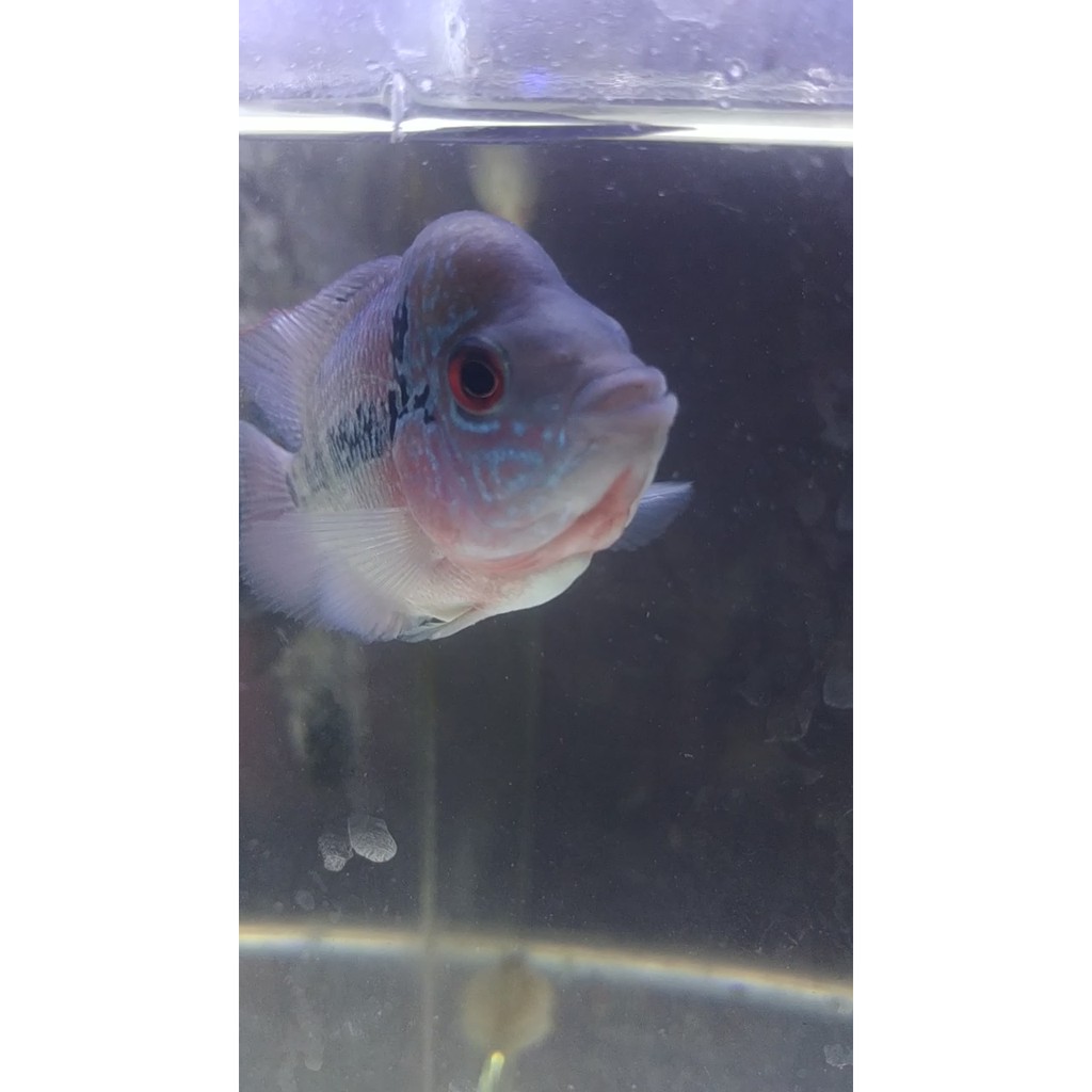 LOUHAN SRD #007 REAL VIDEO ikan louhan Super Red Dragon video nyata 1 ikan/ 1 iklan sesuai video