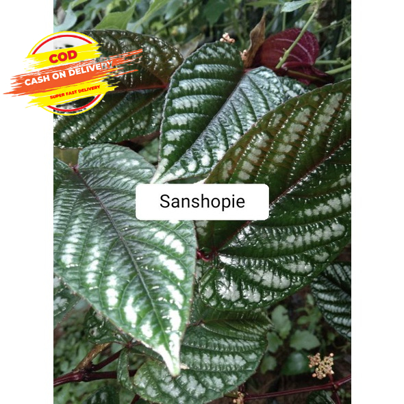 

Daun sirih keraton atau bengbereman 250 gram