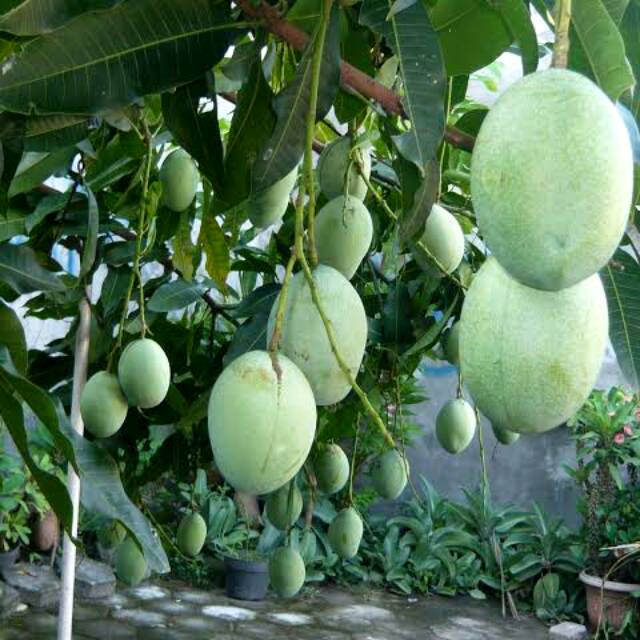 Bibit Mangga  Manalagi  Jumbo BIBIT TAMAN