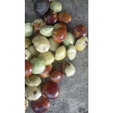 

JENGKOL TUA KUPAS 1KG