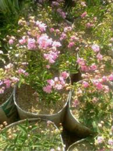 Bibit Tanaman Bunga Sakura mini lokal (ORIGINAL)