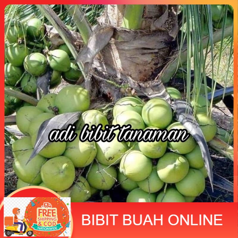 paket 4 bibit kelapa hibrida