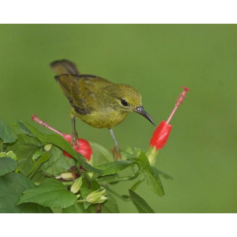 760+ Gambar Burung Kolibri Merak HD