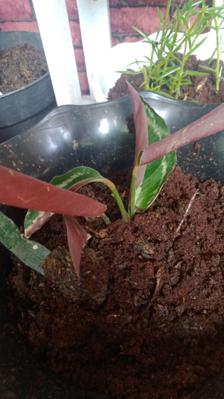 Paket Murah 5 Jenis Calathea Tanaman Hias Terlaris