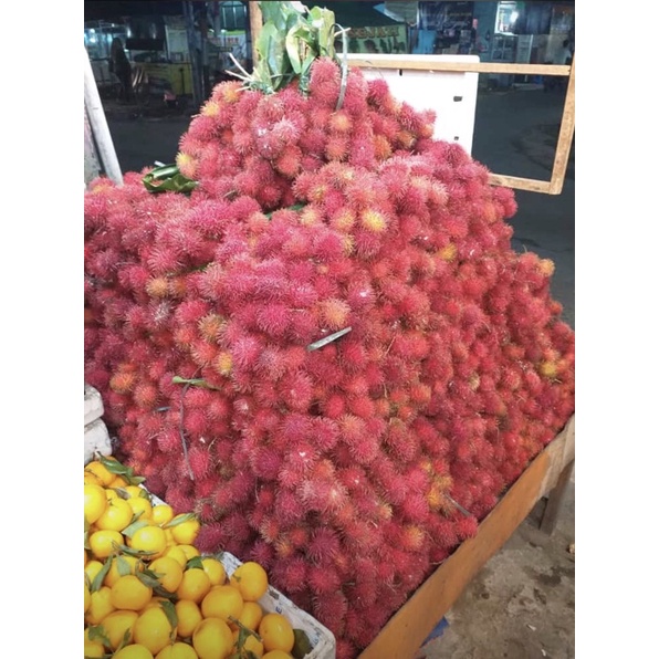 

RAMBUTAN PARAKAN 2IKAT
