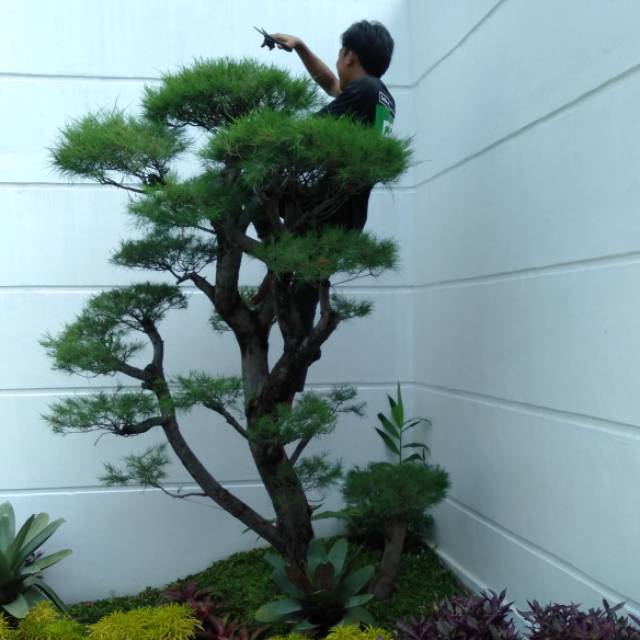 Jasa Perawatan Taman / Tukang Taman / Jasa Taman