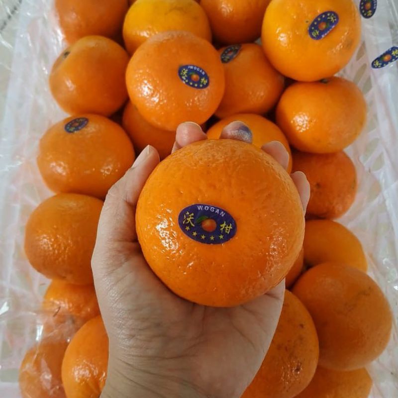 Jeruk Murcott super manis 1 kg / Jeruk wokam mandarin 1 kg / jeruk wogam