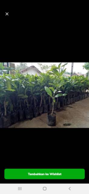 Bibit mangga red evory