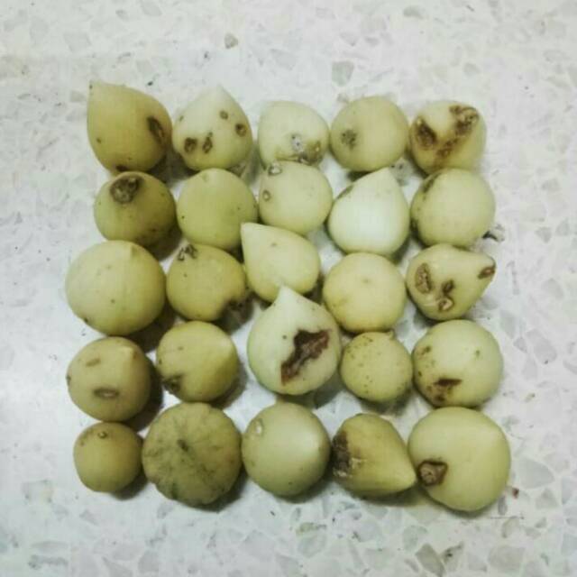 

1 Kg Bawang Putih Tunggal Lanang Cacat Rusak Sedikit