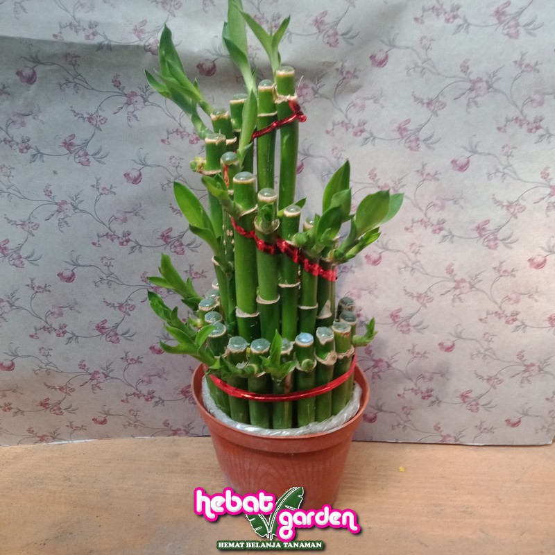 Bambu Hoki Spiral susun 2 15 Sri Rezeki Tanaman Bambu Hoki Spiral susun 2 15 Sri Rezeki Tanaman
