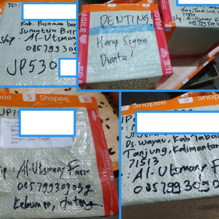 Wow Murah Meriah.. KEPIK ULAT HONGKONG