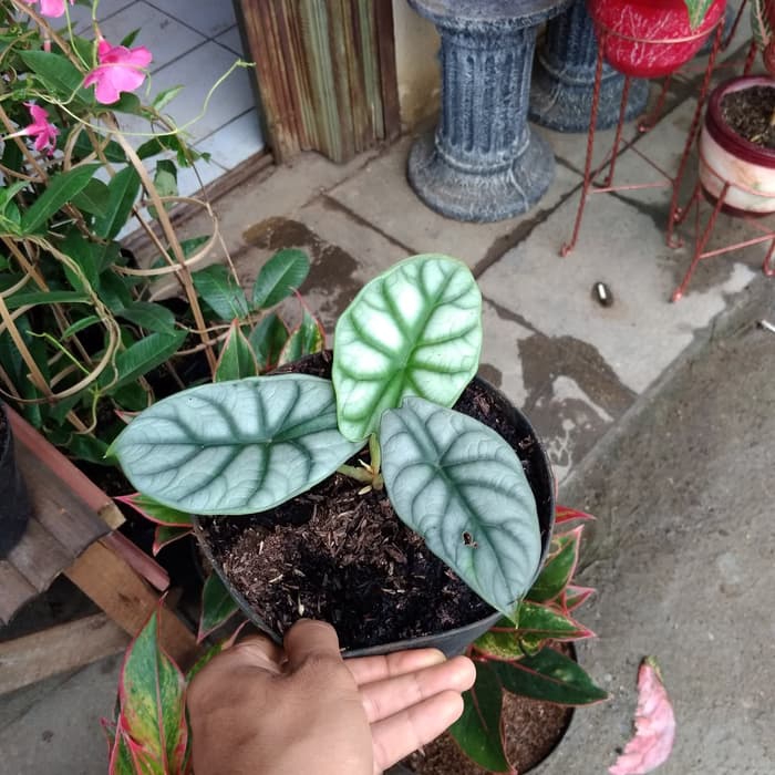 Tanaman Hias Alokasia Black Velved Keladi Black Velved Shopee Indonesia