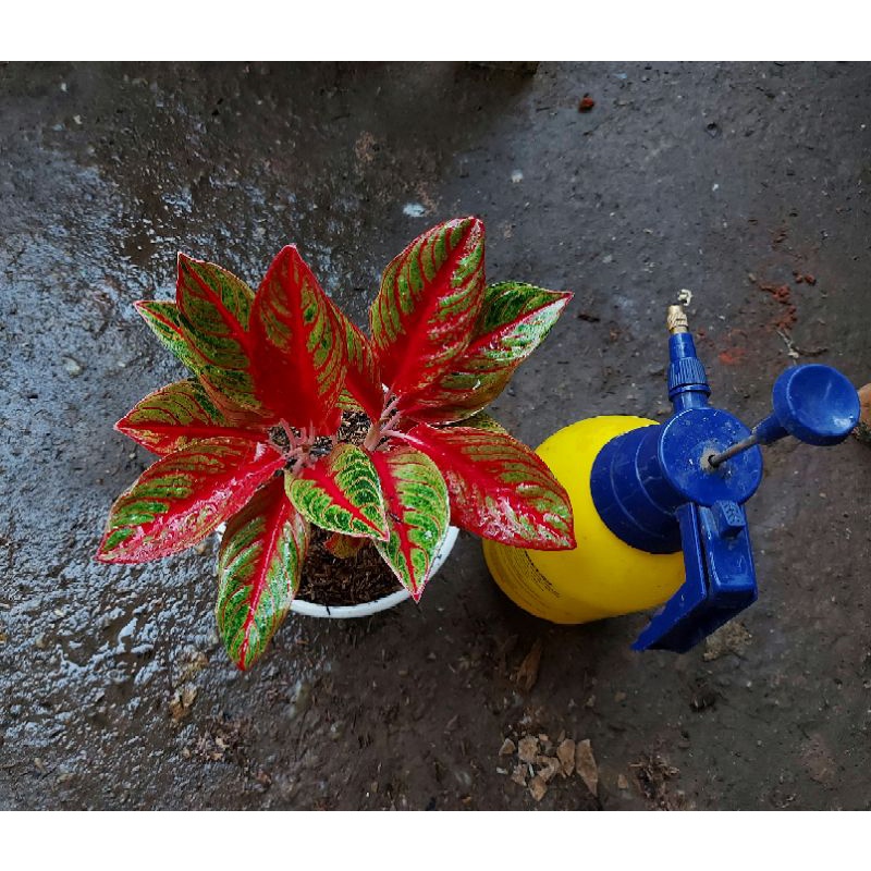 Aglaonema Red nancy rumpun 2