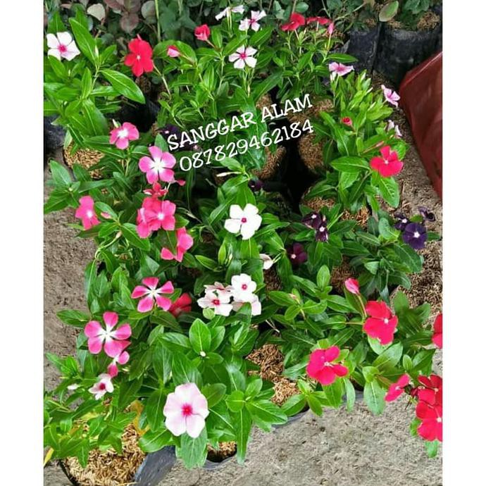 Produk Unggulan Tanaman Bunga Pinka Tapak Darah Shopee Indonesia