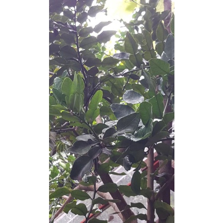 

DAUN JERUK SEGAR- Bumbu dapur