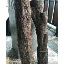 Batang pakis untuk media tanam anggrek / batang pakis media tanam rambat 1.5 meter