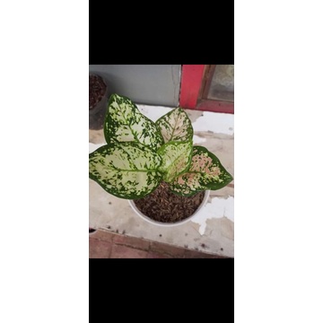 paket 3 aglonema anakan tri colour suksom dan red stardust