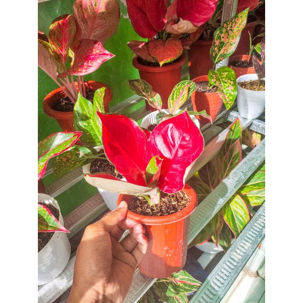 Aglaonema Suksom Jaipong Daun Mangkok 5 Daun