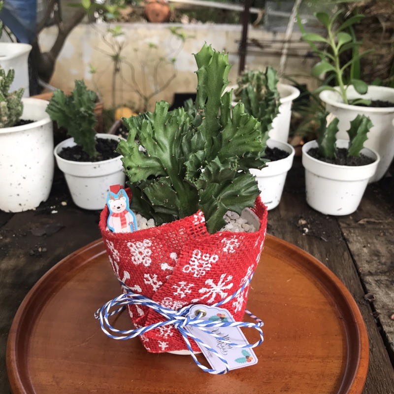 Jual kado natal tanaman kaktus hias christmas gift jute burlap 10cm |  Shopee Indonesia