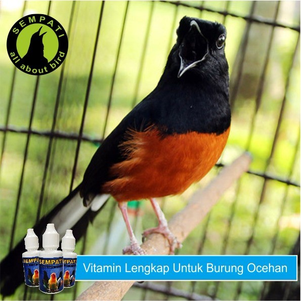 Sempati Vit Vitamin Burung Spontan Kicau Meningkatkan Suara
