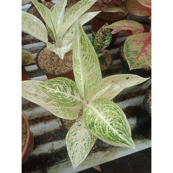 bunga aglonema legacy putih/white legacy/legaciy putih/white legaci/legaci putih super