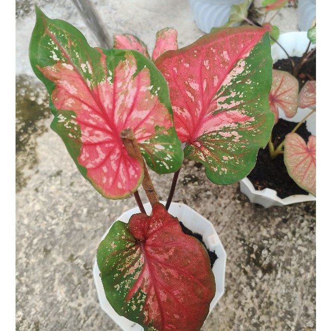 Ready Tanaman Hias Caladium Red Clone - Keladi Red Clone