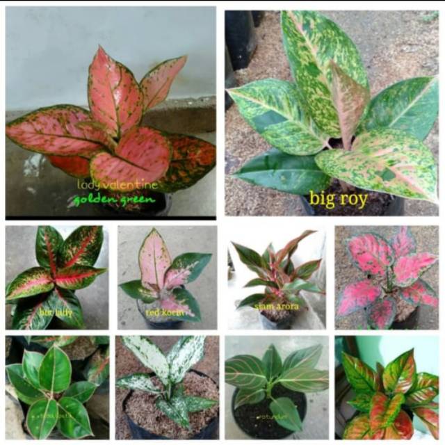 aglonema 10 jenis