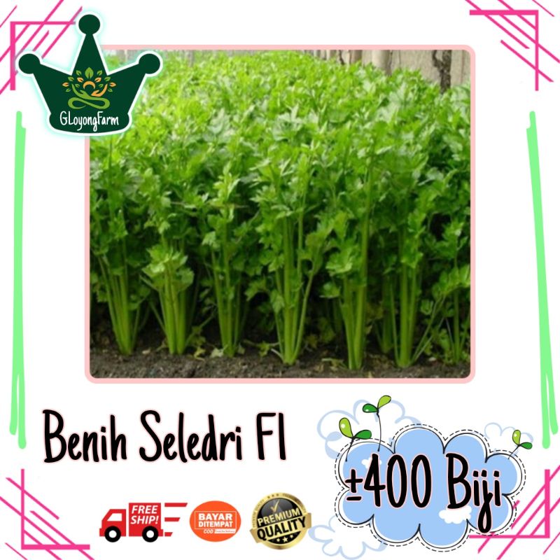 Benih Sayuran Selada Brokoli Kangkung Bayam Seledri Kubis BungaKol Pakcoy Caisim Kailan-400 Seledri