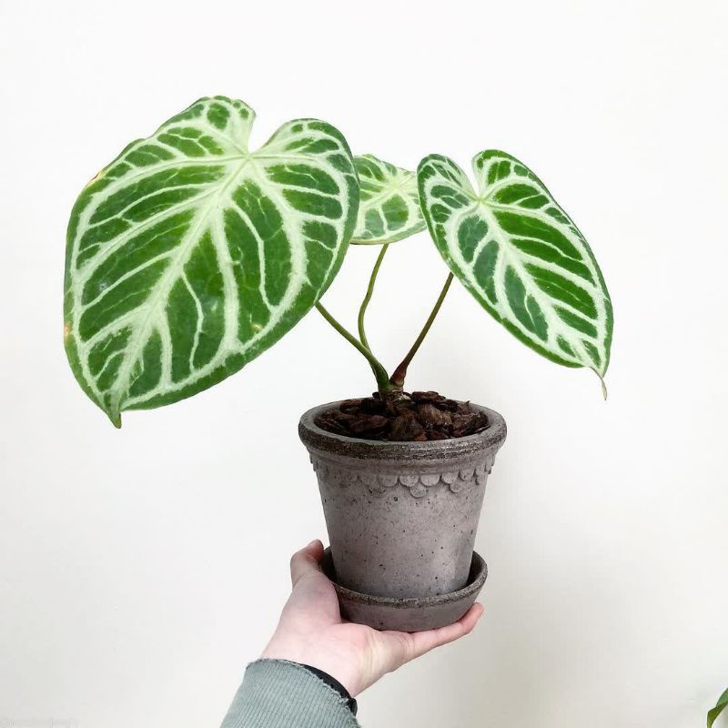 Tanaman hias Anturium crystallinum dorayaki silver / kuping gajah dorayaki silver