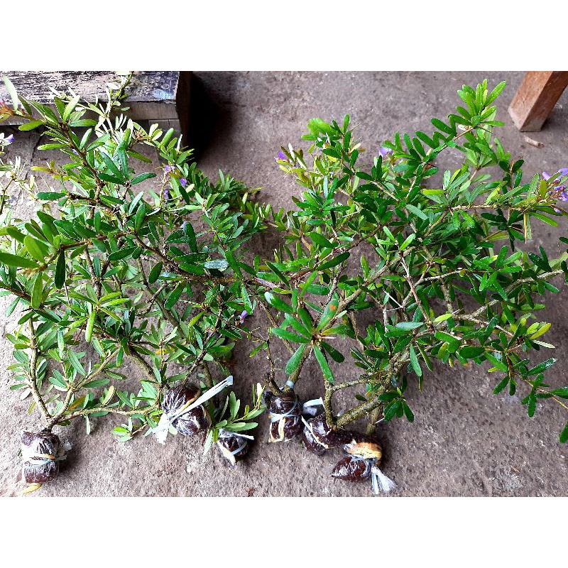 bahan bonsai saeng simbur mikro vietnam / saeng simbur micro vietnam /bibit bonsai saeng simbur mikr