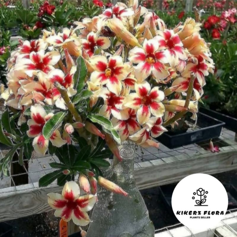 TANAMAN HIAS ADENIUM KAMBOJA JEPANG BUNGA TUMPUK//YELLOW RED