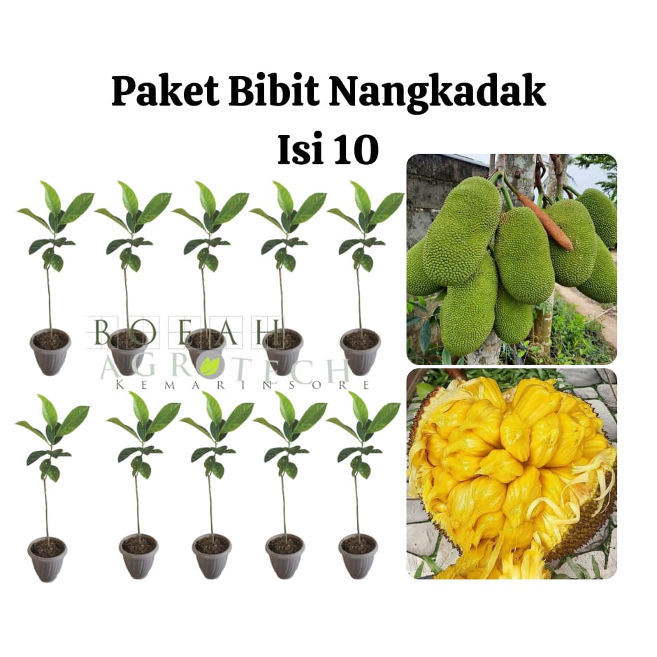 Paket Hemat Bibit Nangkadak Okulasi Isi 10 Bonus Bibit Strawberry+Polibag