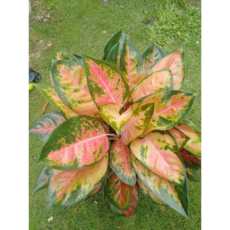 Aglonema/Aglaonema Kocin Kochin Dewasa