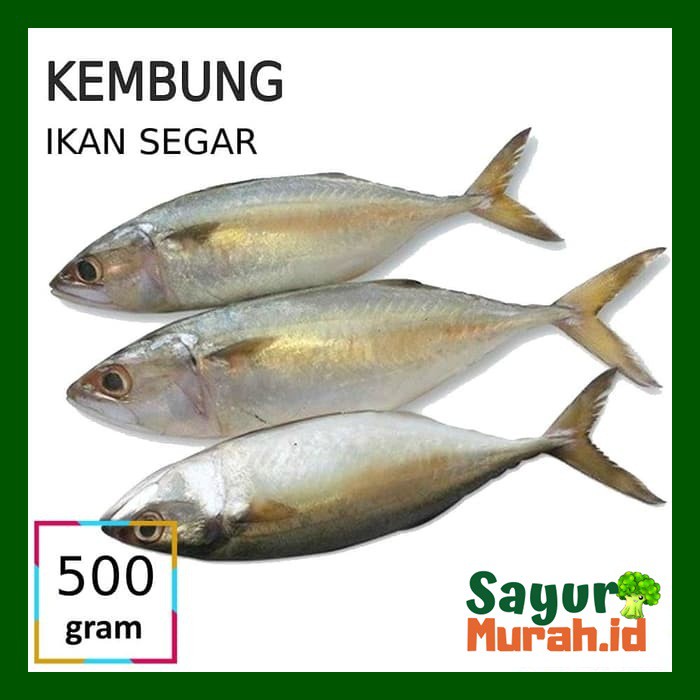 

IKAN KEMBUNG [500g]