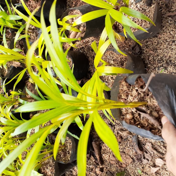 

NEW! Bibit palm kuning/palem kuning